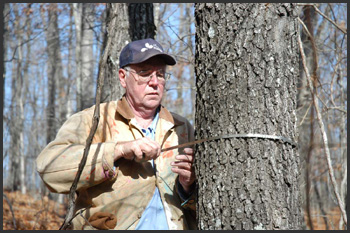 Forester Terry Cunningham Measures a Tree