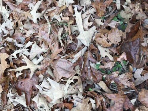 Spanish oak leaves