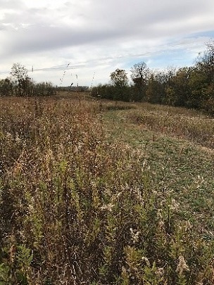 vegetation at Ball Mill Resurgence
