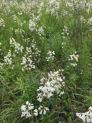 white wildflowers at Ball Mill Resurgence Natural Area