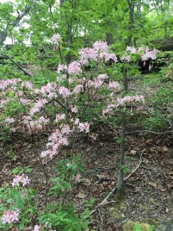 rose azaleas in bloom at Hickory Canyons