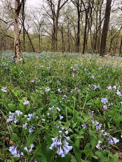 field of bluebells