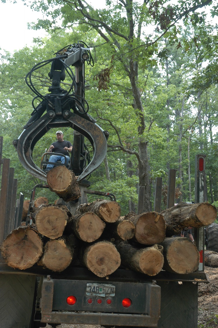 logs being loaded in Pioneer Forest