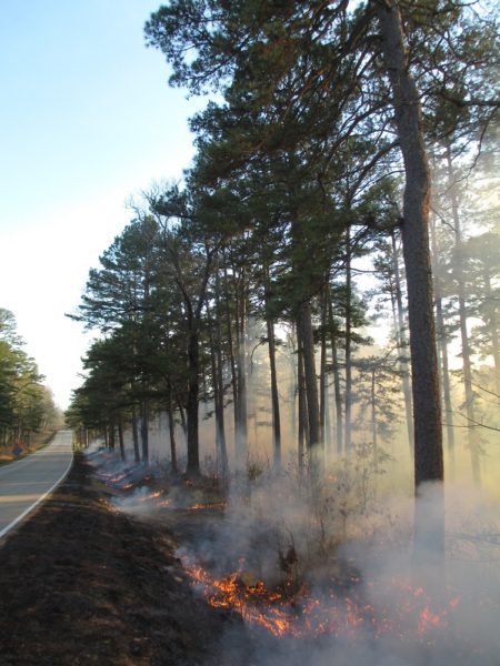 prescribed fire beside paved road