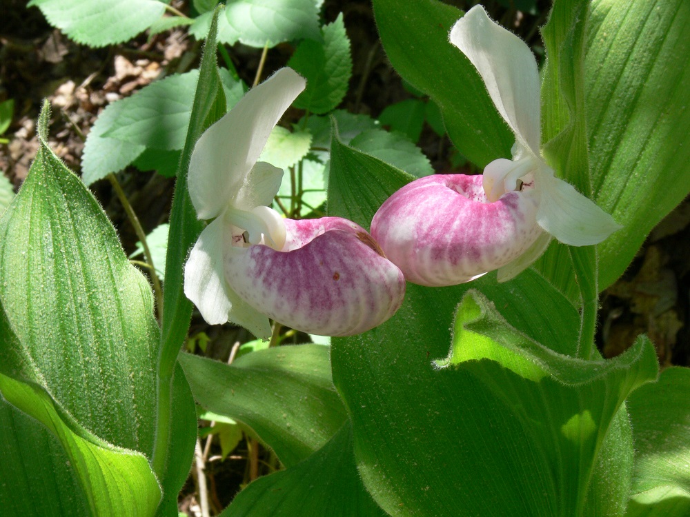 lady slipper orchid in Pioneer Forest