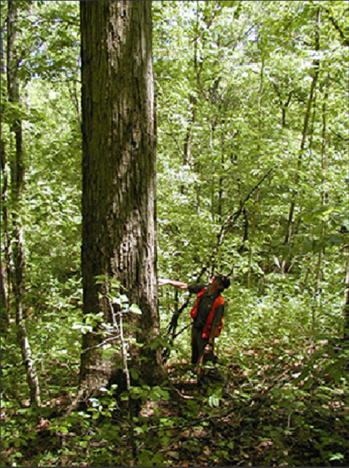 forester standing under large old growth white oak tree