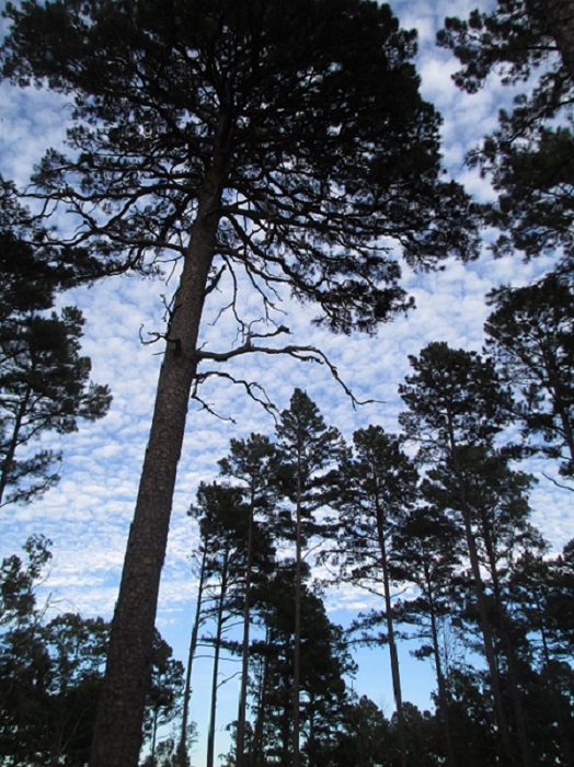 old growth pine trees against dappled sky