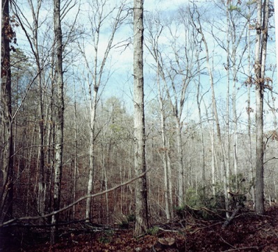 Pioneer Forest after harvest