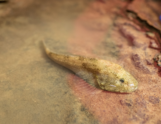 grotto sculpin fish in Perry County Missouri