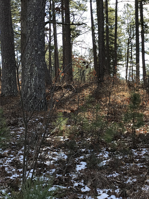 ecological management area in virgin pine