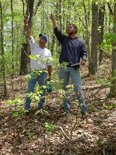 two foresters looking up at tree to be cut