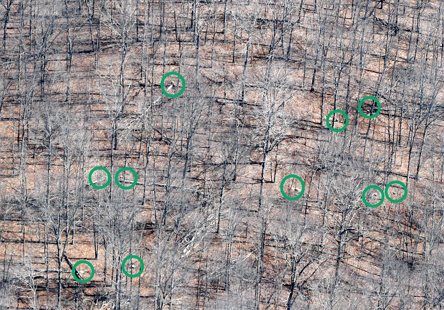 aerial view of forest in winter with stumps circled