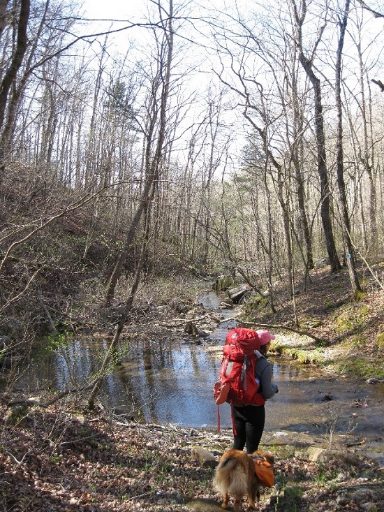 hiker with dog by stream in forest