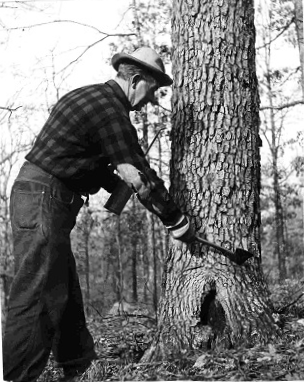 notching tree with axe