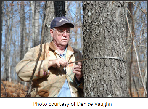 forest manager measuring tree trunk